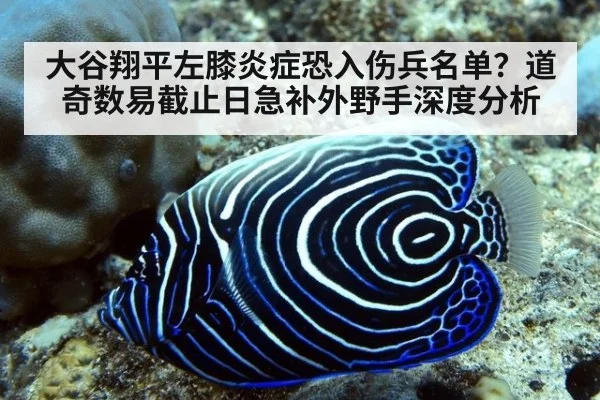 大谷翔平左膝炎症恐入伤兵名单？道奇数易截止日急补外野手深度分析